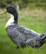 Image result for Swedish Duck