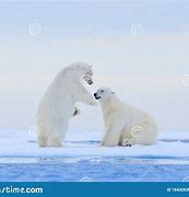 Image result for Polar Bear Dance