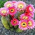 Image result for Blooming Cactus Plants