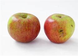 Image result for Apple Bruses