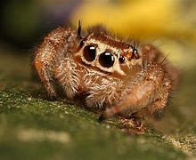 Image result for Cutest Spider in the World