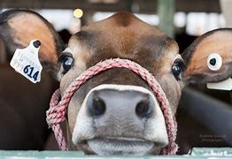 Image result for Vegan Cow