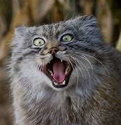 Image result for Mannul Cat