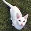Image result for White Cat Brown Eyes