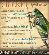 Image result for Cricket Spirit Animal