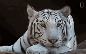 Image result for Tiger Direct