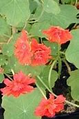 Image result for Tropaeolum majus Hermine Grashoff