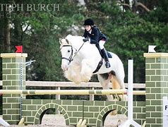 Image result for Gypsy Vanner Horse Jumping