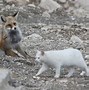 Image result for Fox and a Cat Snuggling
