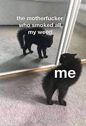 Image result for 420 Cat Meme