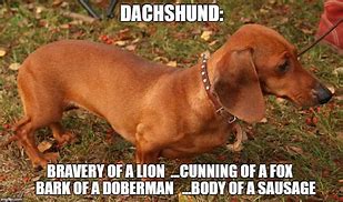 Image result for Wolf Dachshund Meme