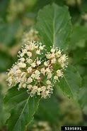 Image result for Acer tataricum