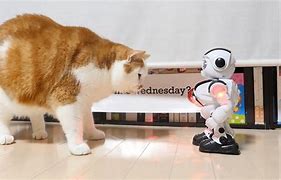 Image result for Cat vs Robot