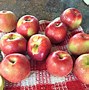 Image result for Candy Apple Slices