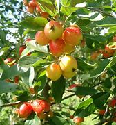 Image result for Edible Crab Apple Tree