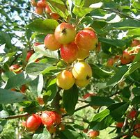 Image result for Malus John Downie