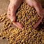 Image result for soybean plant photos