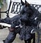 Image result for A Big Dogs and Cute