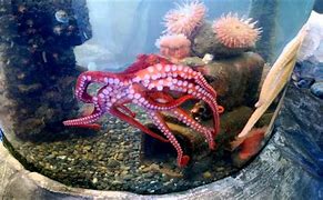 Image result for Octopus in Tank