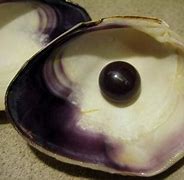 Image result for Quahog Clam Pearl