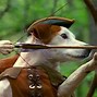 Image result for Wishbone Dog Tongue
