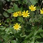 Image result for Ranunculus ficaria Brambling
