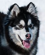 Image result for Husky and Malamute Mix