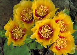 Image result for Cactus Flower Plant