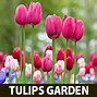 Image result for Beautiful Tulip Gardens