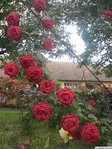 Image result for Rosa Le Grand Huit (r)