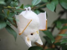 Image result for Albino Fruit Bat Being Cute