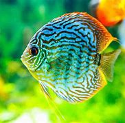 Image result for Freshwater Fish in Aquarium