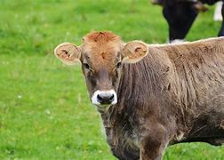 Image result for Adamawa Cattle