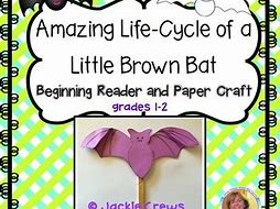 Image result for Life Cycle of a Bat Craft