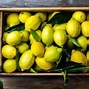 Image result for Exotic Citrus Fruit