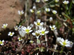 Image result for draba