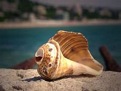 Image result for Coquillage Allonge