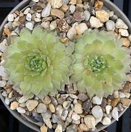 Image result for Sempervivum Kramers Spinrad