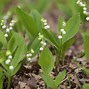 Image result for Purple and White Poisonous Flowers