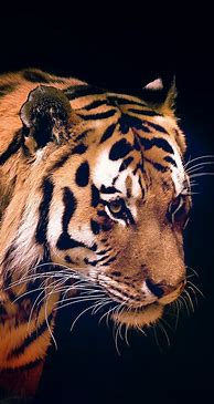 Image result for Tiger Phone Background