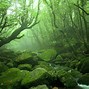 Image result for Japan Nature Aesthetic