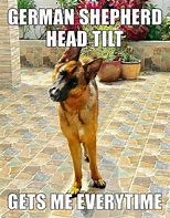 Image result for German Shepherd Pest Memes