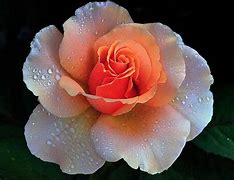 Image result for Evening Perfect Rose