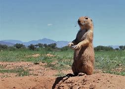 Image result for Prairie Dog in Arizona Eating