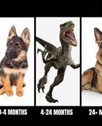 Image result for Stages of German Shepherd Meme