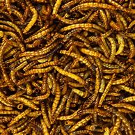 Image result for Dried Mealworms for Birds