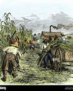 Image result for African Sugar Plantation Work in Natal