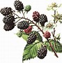 Image result for Pink and White BlackBerry