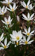 Image result for Zephyranthes candida