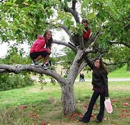 Image result for Apple-Picking Vermont